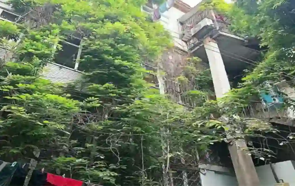 Глициния во дворе дома Кулибековых в Баку