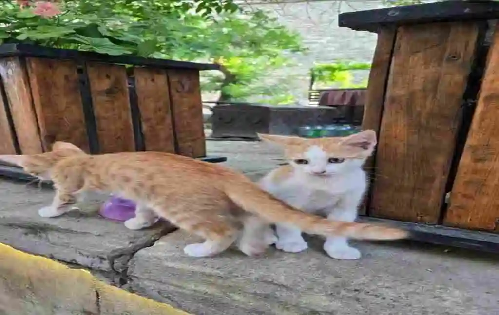 Кошки в старом городе Баку