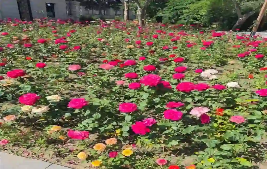 Цветы в Нагорном парке Баку Цветы в Нагорном парке Баку