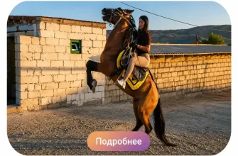 Конные прогулки в Баку